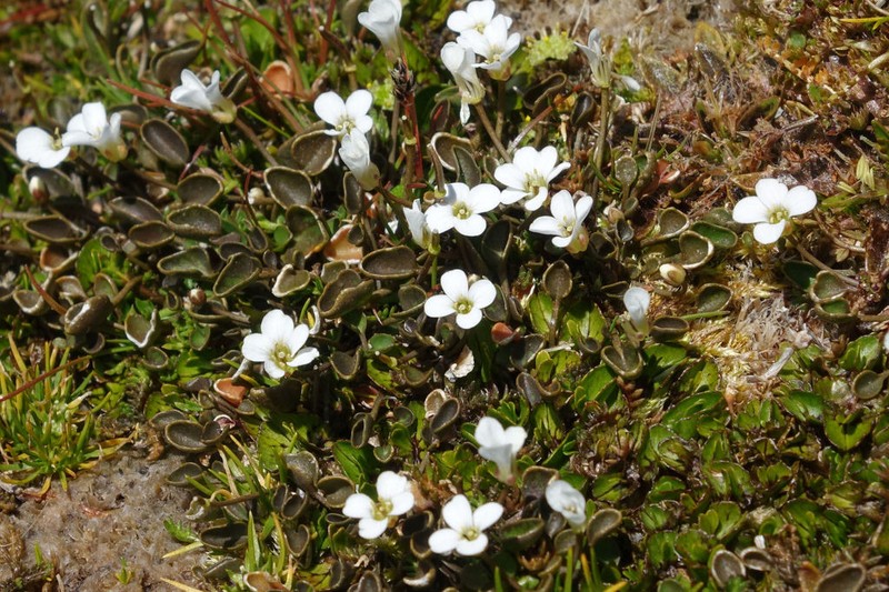 Cardamine exigua