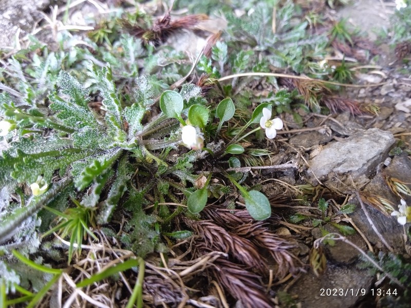 Cardamine exigua photo 2
