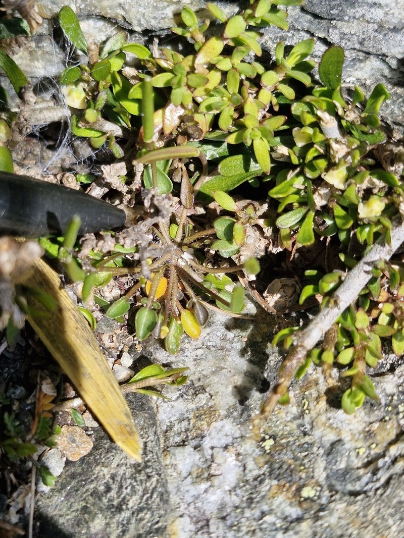 Cardamine exigua photo 3
