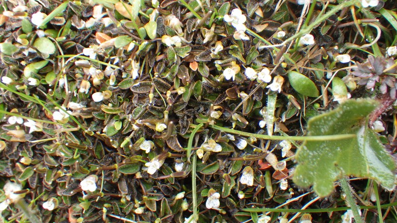 Cardamine exigua photo 4