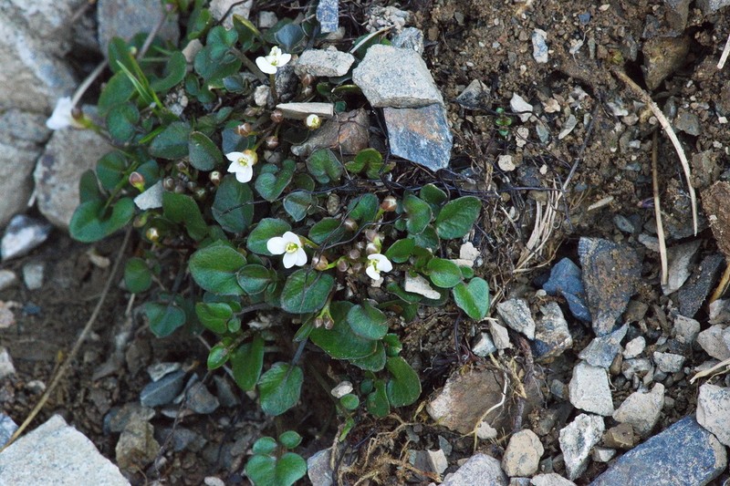 Cardamine exigua photo 6