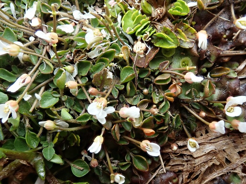 Cardamine exigua photo 7