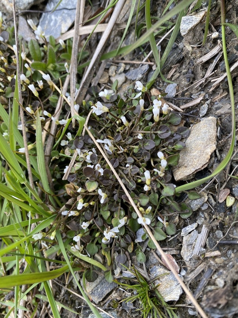 Cardamine exigua photo 8