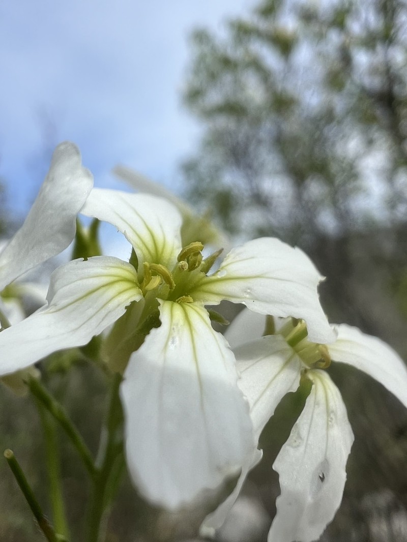 Cardamine fialae