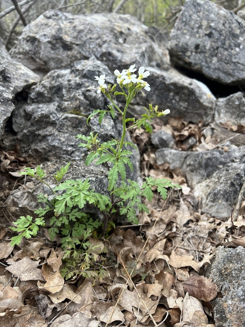 Cardamine fialae photo 3