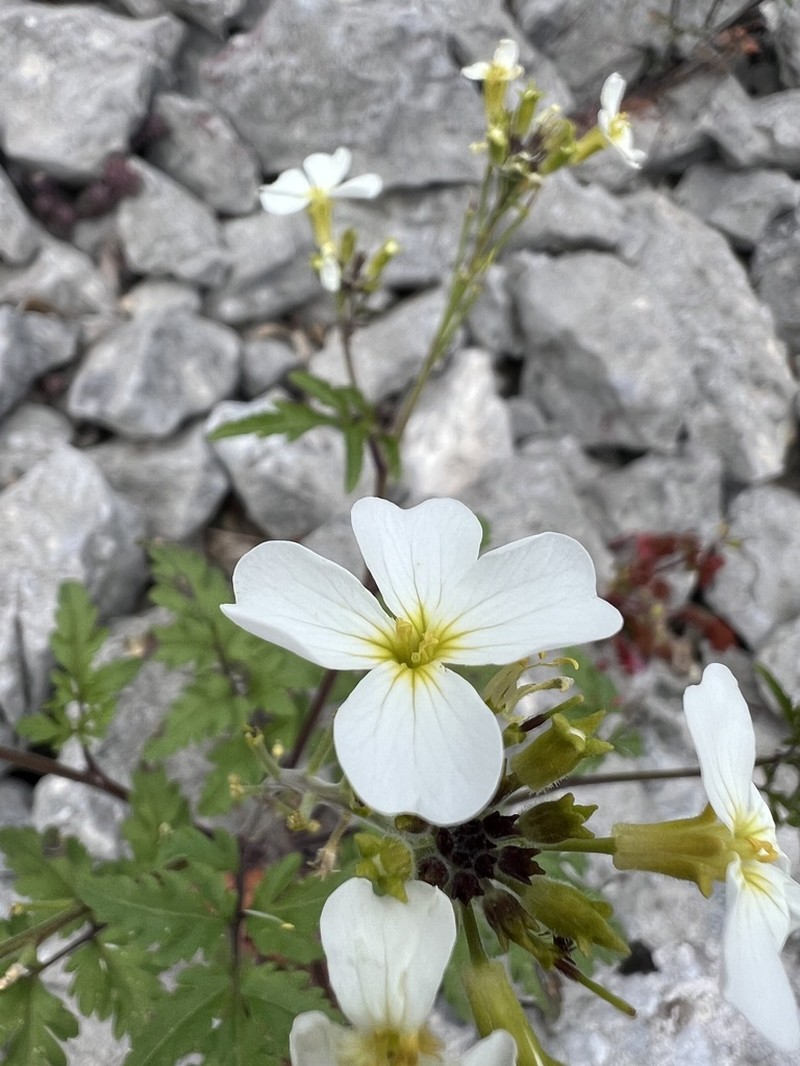 Cardamine fialae photo 4