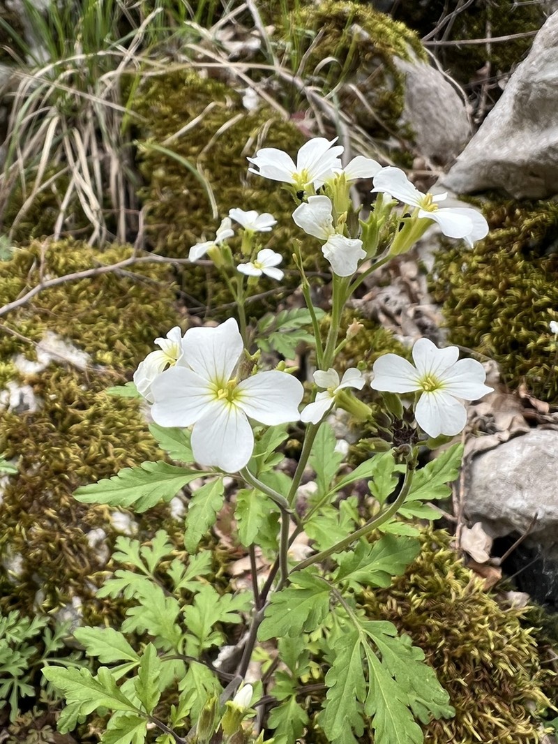Cardamine fialae photo 5