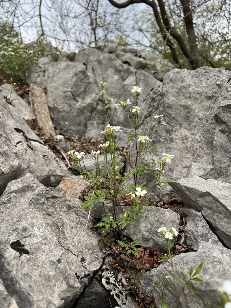 Cardamine fialae photo 6