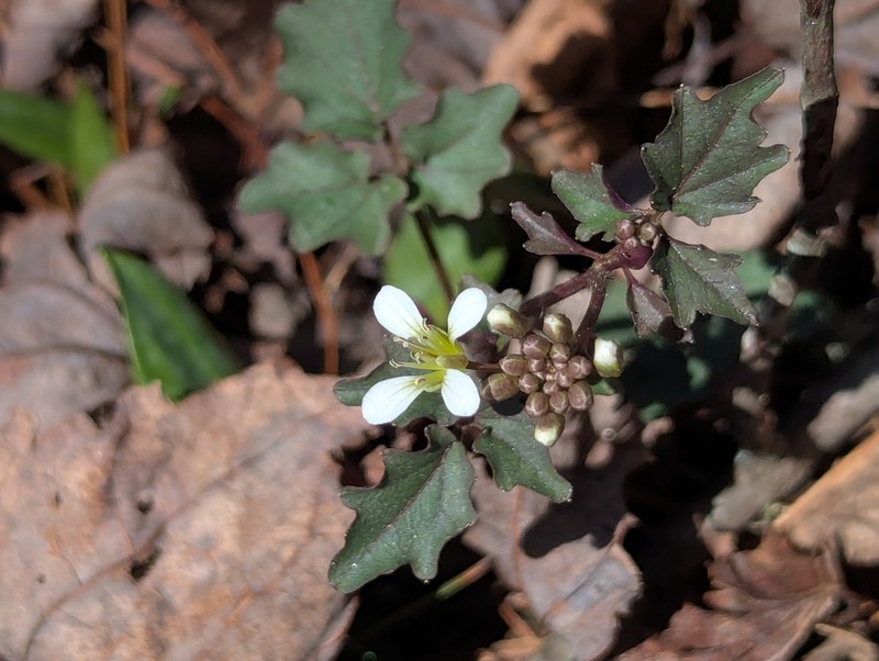Blue Ridge Bittercress photo 4