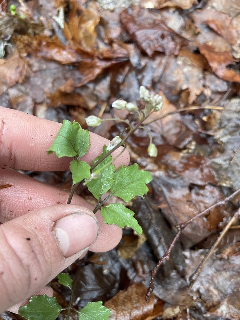 Blue Ridge Bittercress photo 5