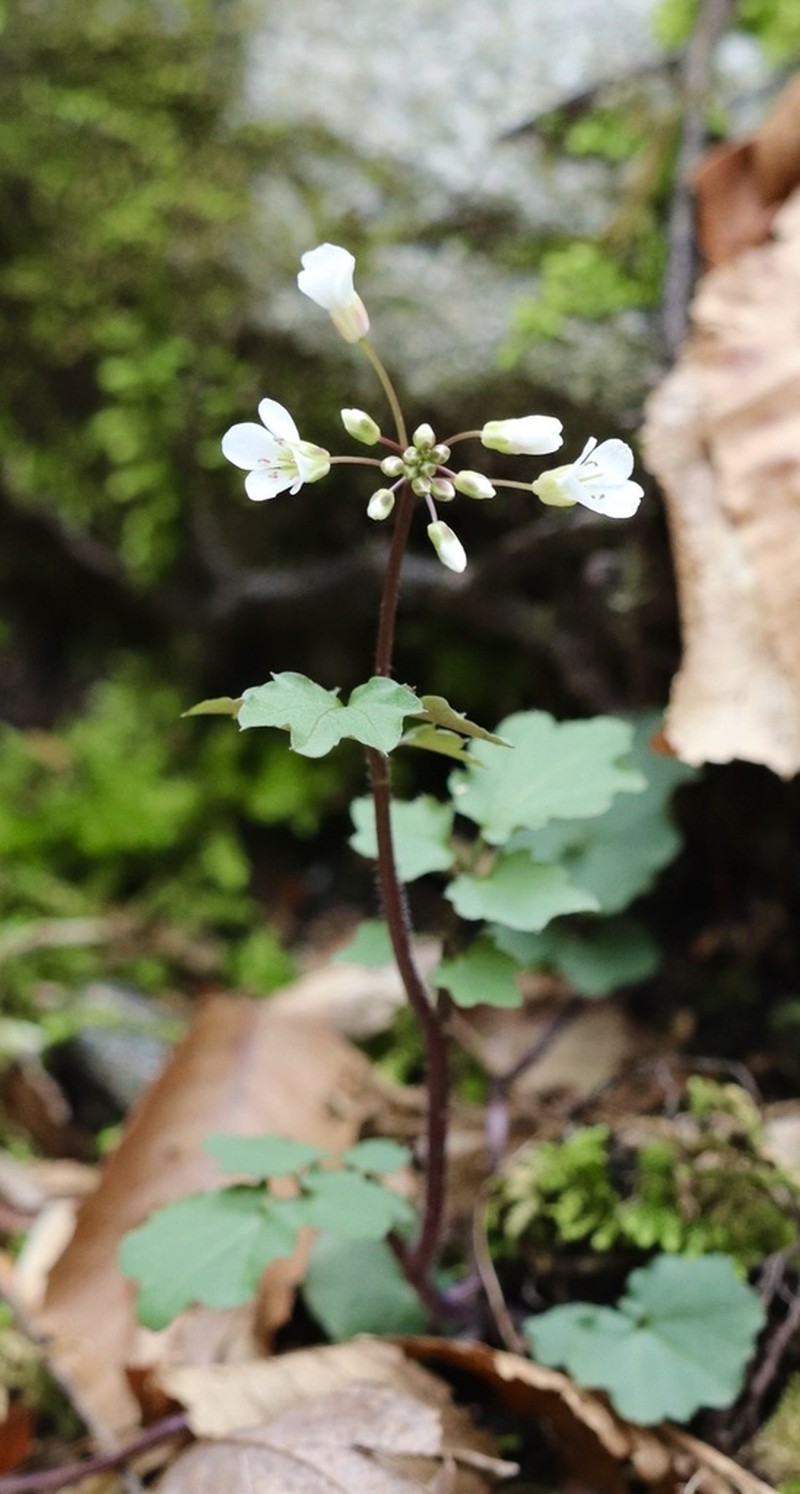 Blue Ridge Bittercress photo 6