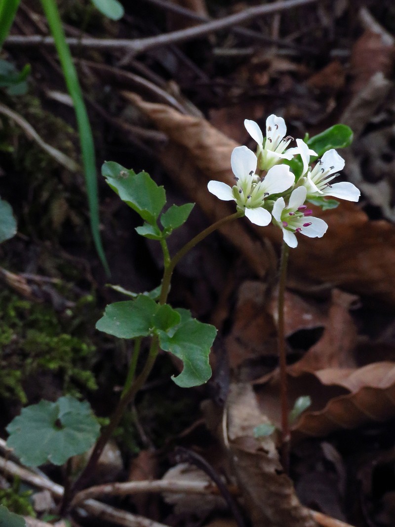 Blue Ridge Bittercress photo 7