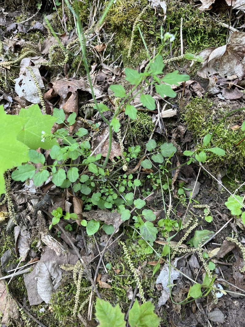 Woodland Bittercress photo 4