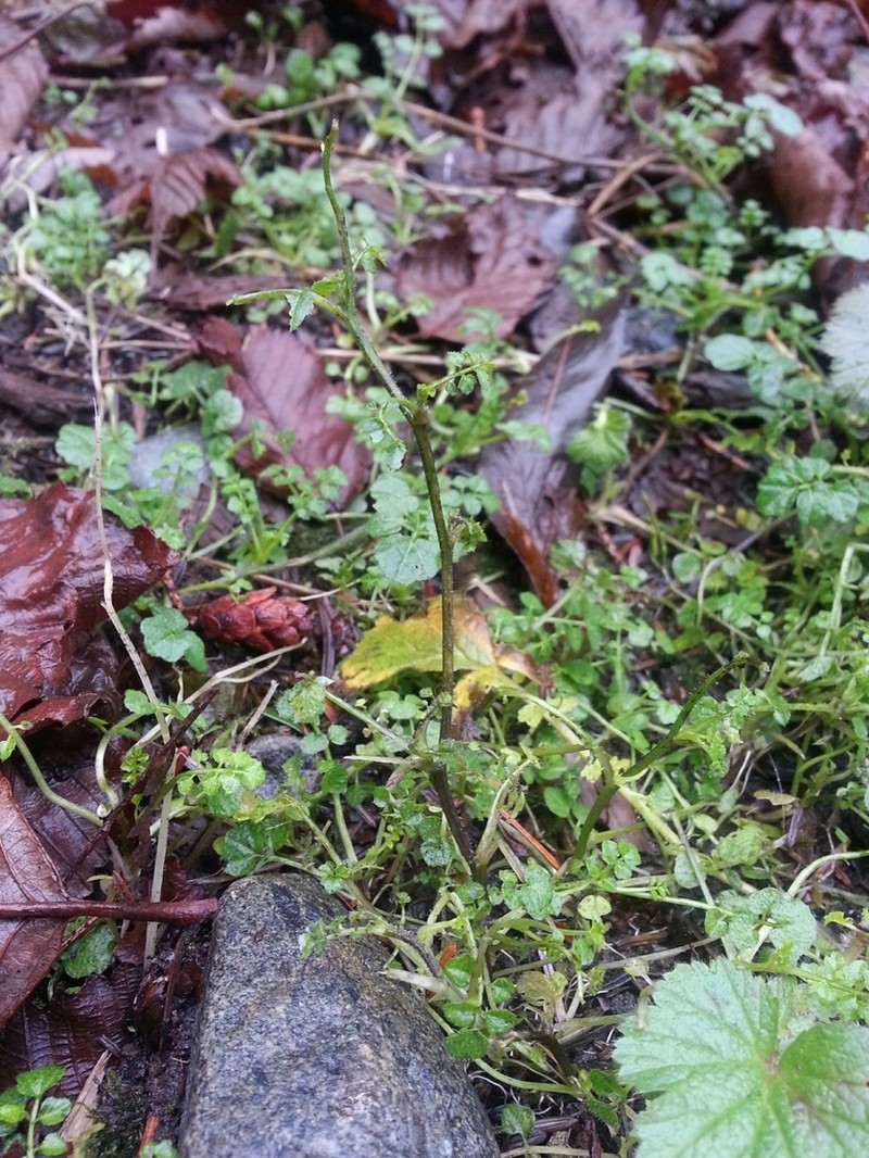 Woodland Bittercress photo 5