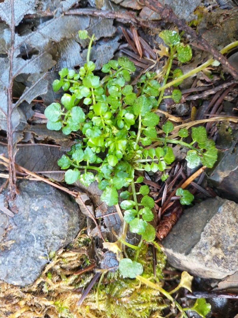 Woodland Bittercress photo 6