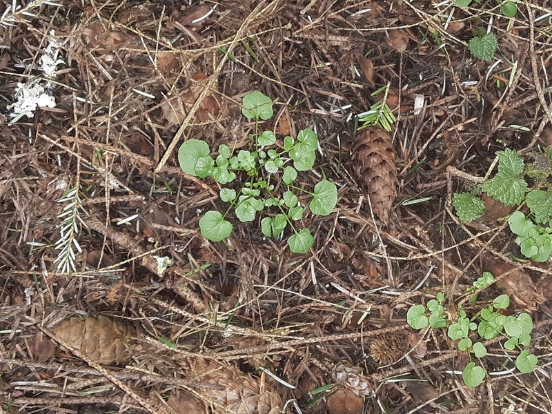 Woodland Bittercress photo 7