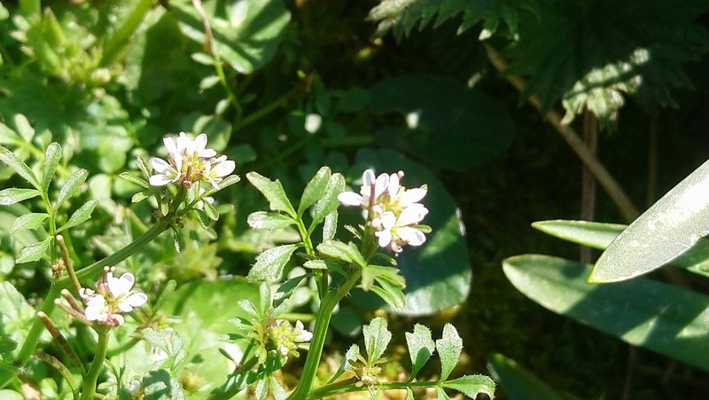 Woodland Bittercress photo 8