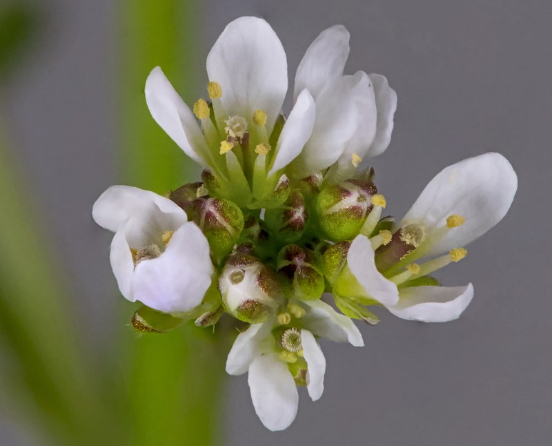 Woodland Bittercress