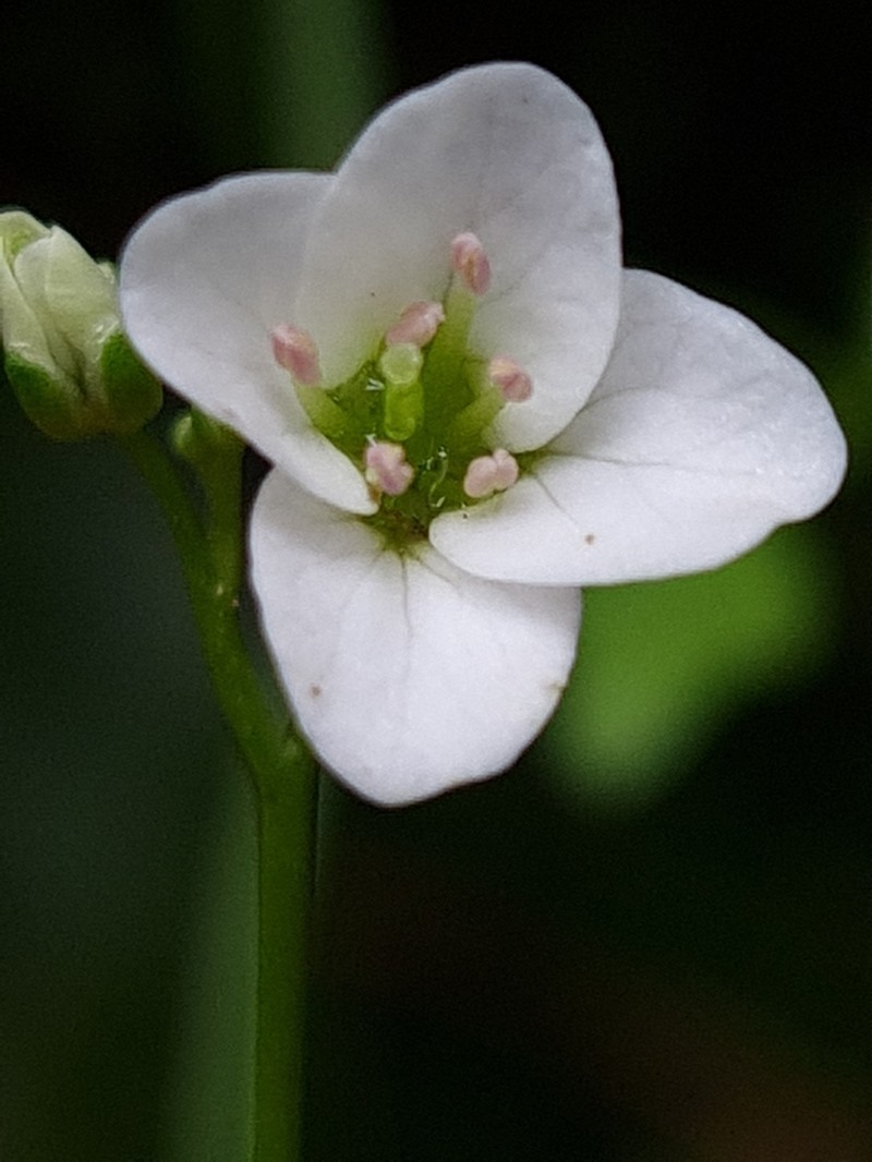 Cardamine forsteri
