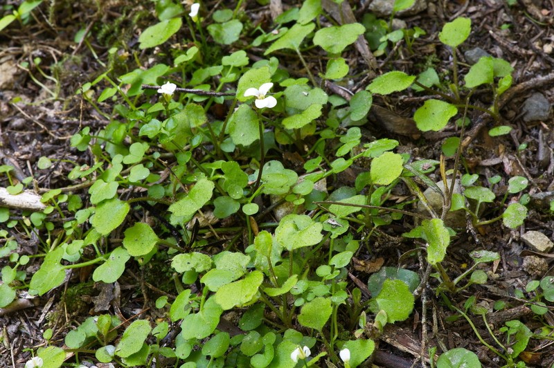Cardamine forsteri photo 2