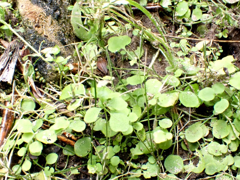 Cardamine forsteri photo 3