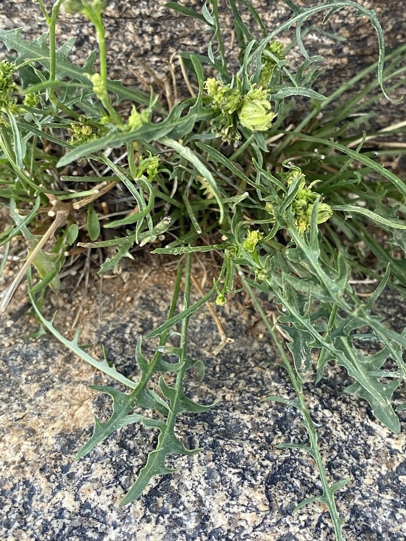 Cardamine forsteri photo 4