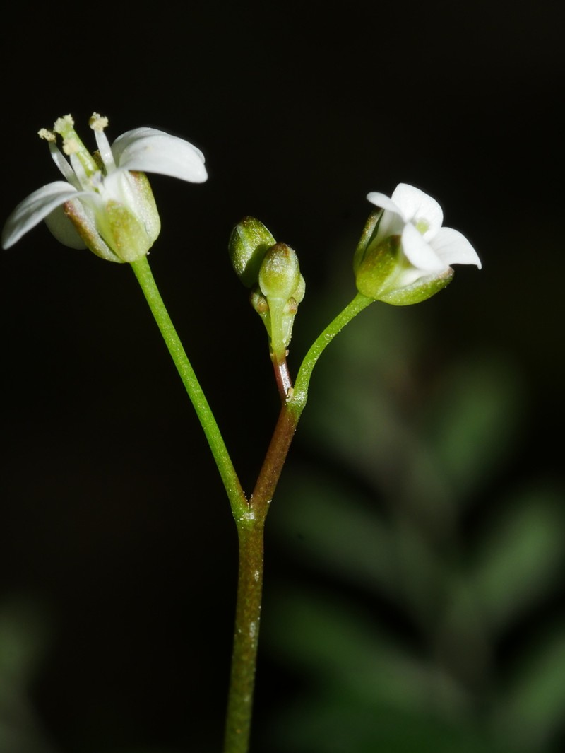 Cardamine forsteri photo 5