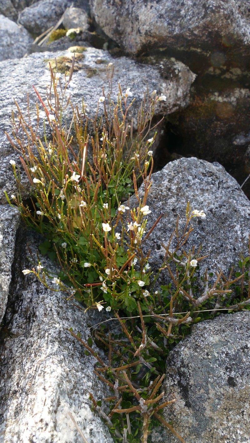 Cardamine forsteri photo 6