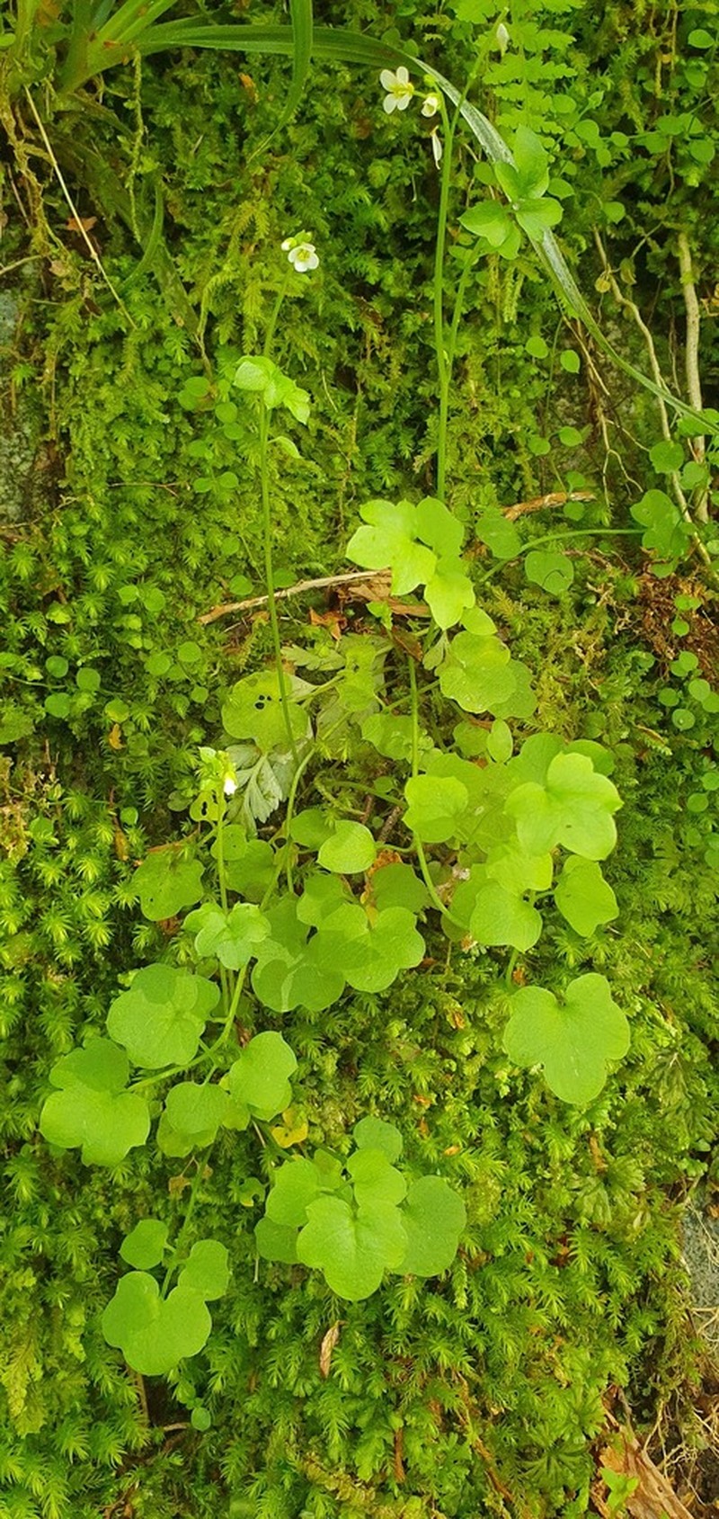 Cardamine forsteri photo 7