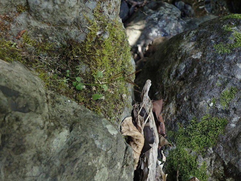 Cardamine forsteri photo 8