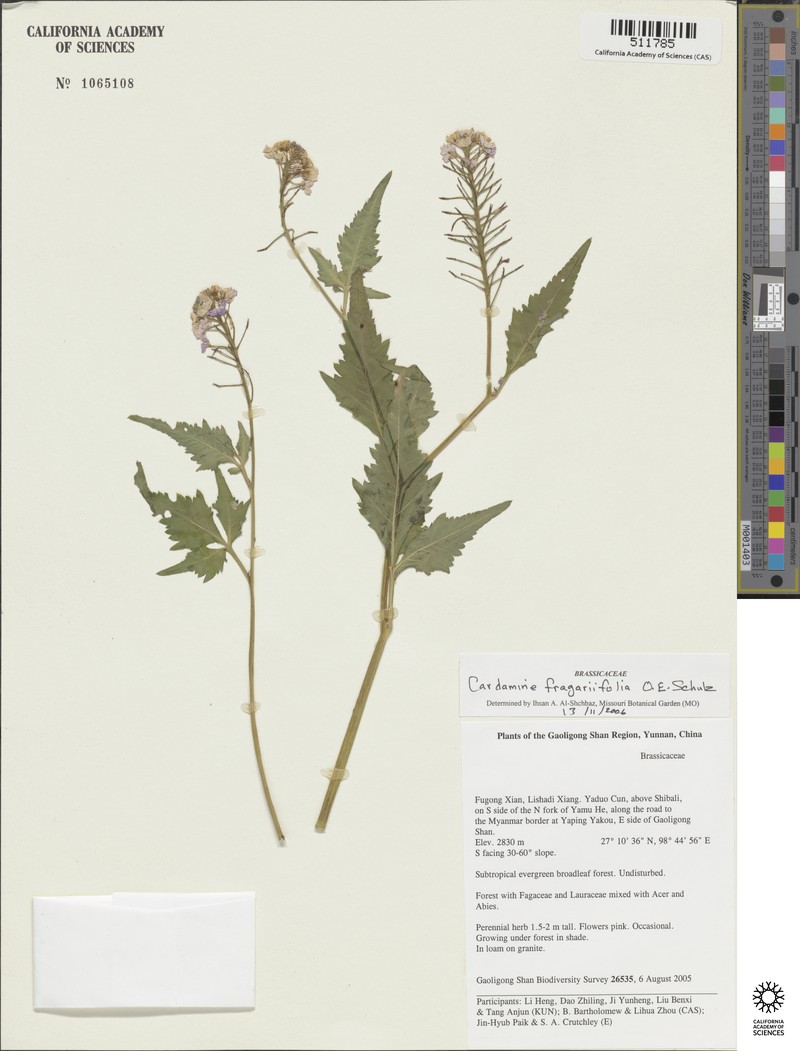 Cardamine fragariifolia
