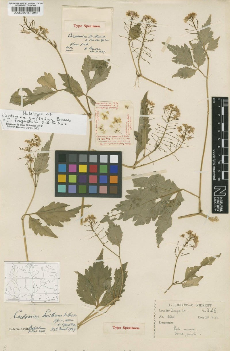 Cardamine fragariifolia photo 2