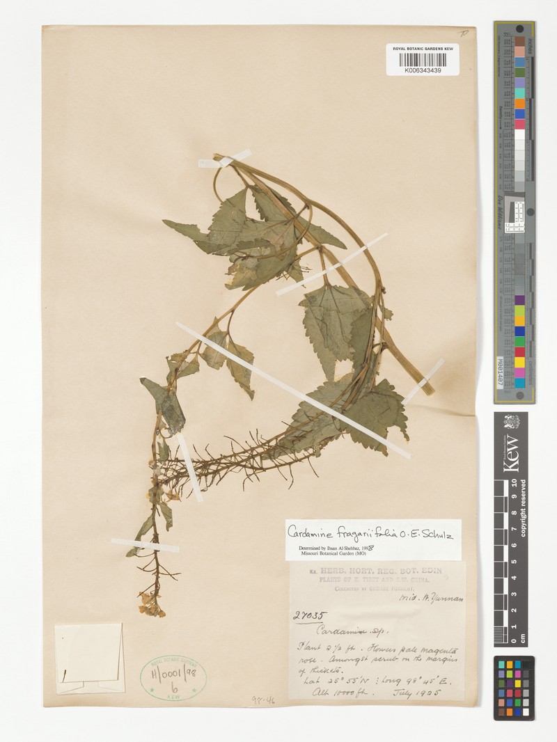 Cardamine fragariifolia photo 3