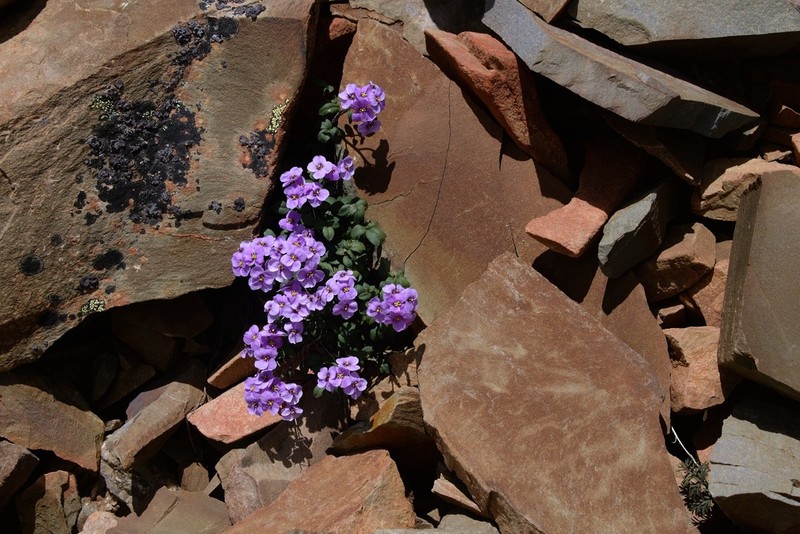 Cardamine franchetiana