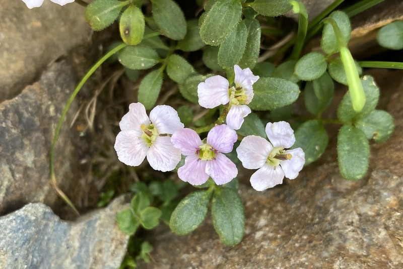 Cardamine franchetiana photo 2