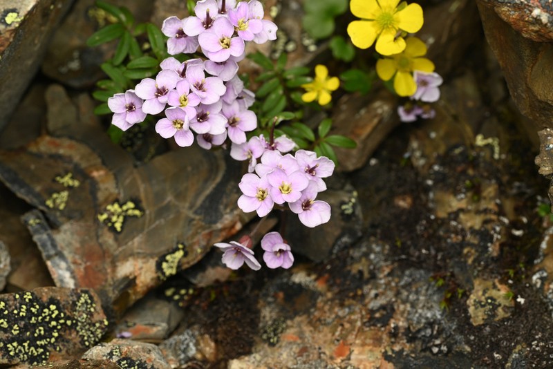 Cardamine franchetiana photo 3