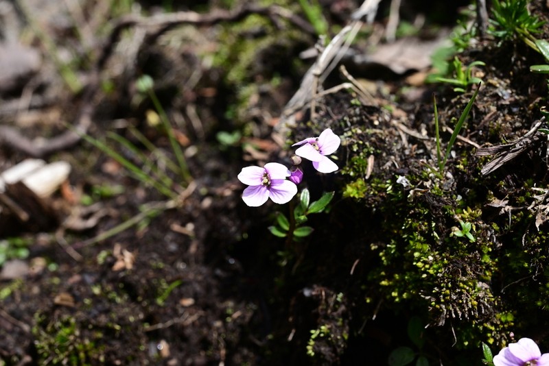 Cardamine franchetiana photo 4