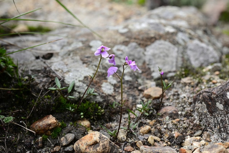 Cardamine franchetiana photo 5