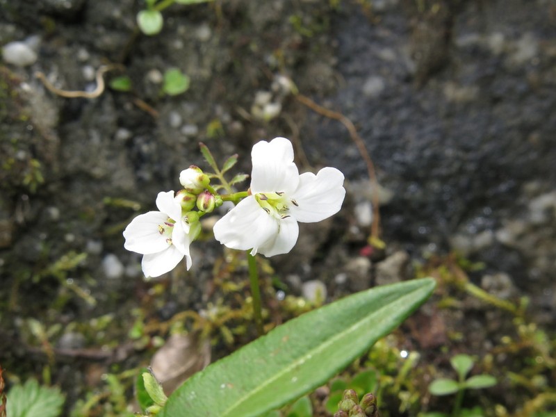 Cardamine franchetiana photo 6