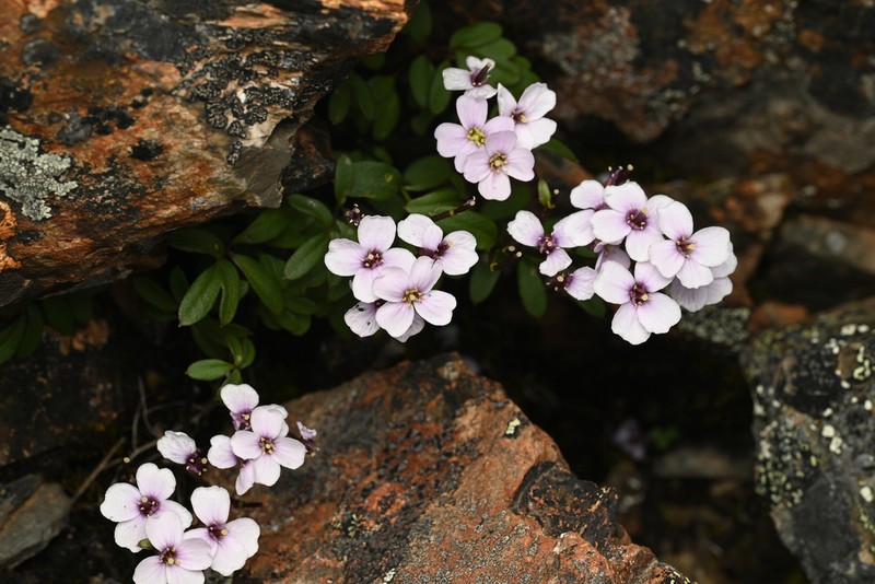 Cardamine franchetiana photo 7