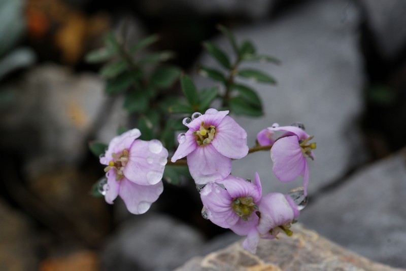 Cardamine franchetiana photo 8