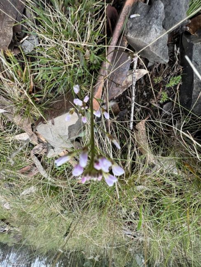 Cardamine franklinensis