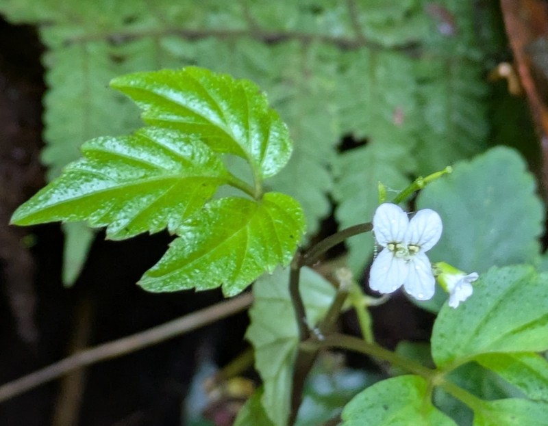 Cardamine fulcrata
