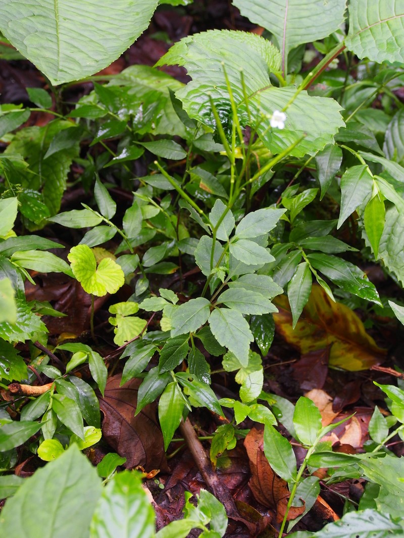 Cardamine fulcrata photo 2