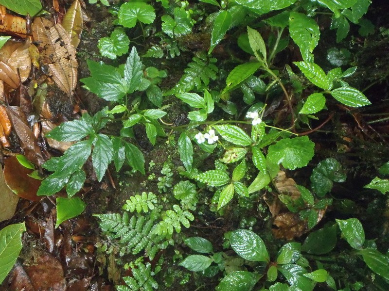 Cardamine fulcrata photo 3