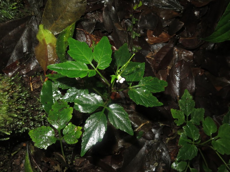 Cardamine fulcrata photo 4