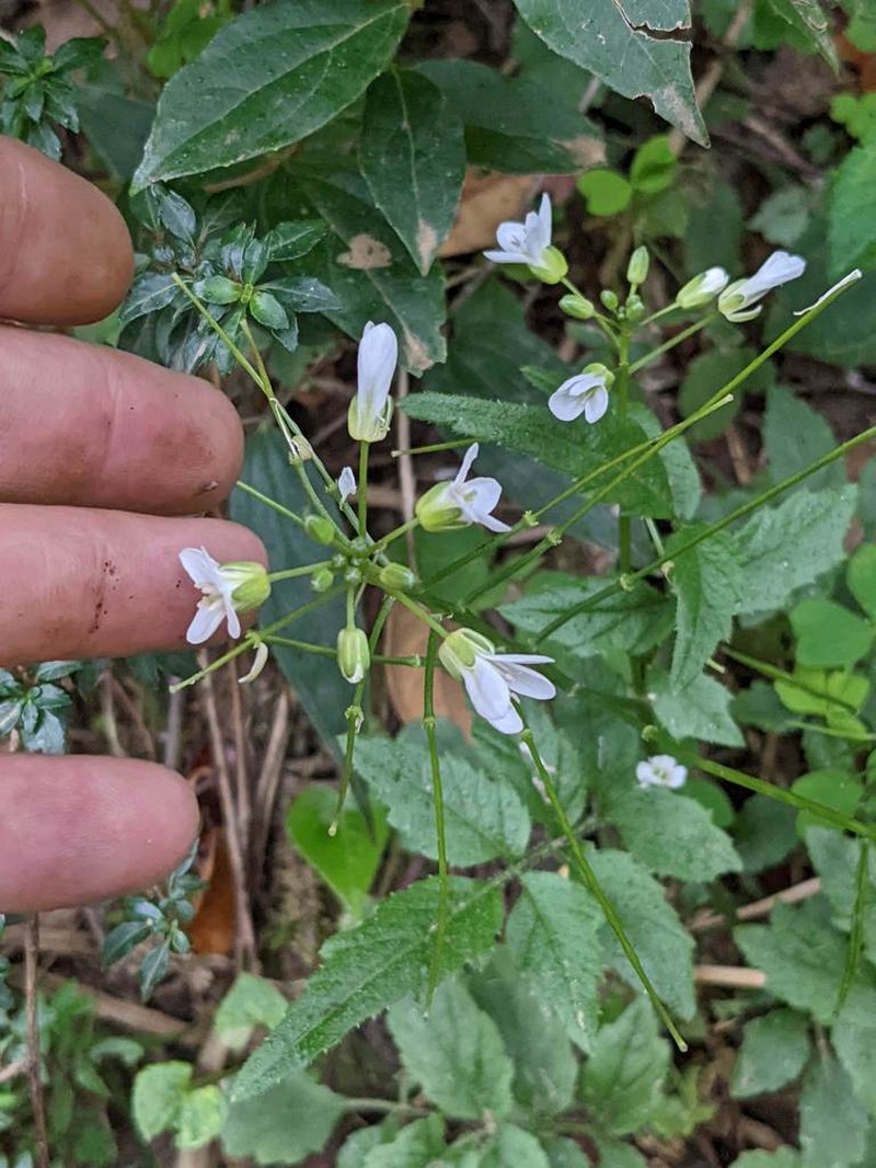 Cardamine fulcrata photo 5