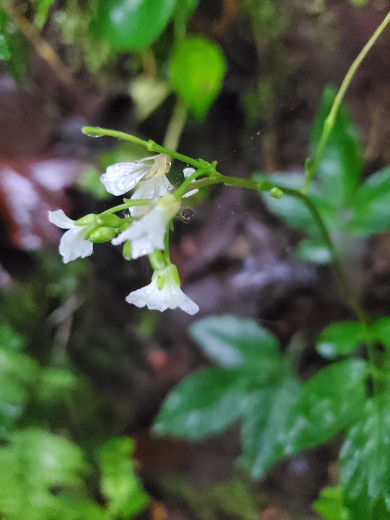 Cardamine fulcrata photo 6