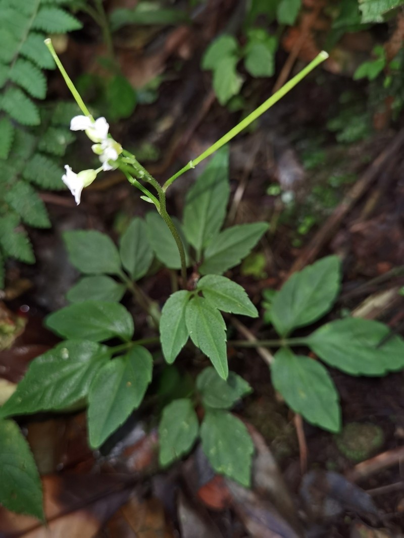 Cardamine fulcrata photo 7