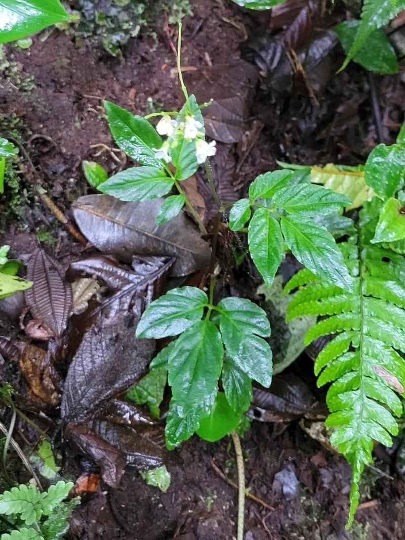 Cardamine fulcrata photo 8